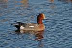 Wigeon