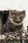 Pine Marten  (kit)