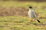 Dark-faced Ground-Tyrant, West Point Island, The Falklands