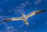 In the world of Gannets