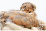Egyptian Gosling