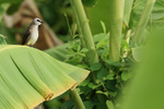 Yellow-vented Bulbul, Wat Kor Village, Cambodia