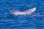 Fluke 4 0A3A4644