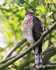 Sparrowhawk (juvenile) perched on a branch