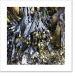 Seaweed III