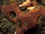 Phorbas fictitius