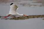 White Ibis