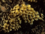 Ocenebra erinacea egg capsules