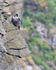 Peregrine (juvenile) perched on a cliff ledge at Durlston