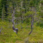 Icy Strait Point-39