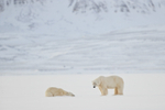 Male Polar Bear watches female, Svalbard, Norway