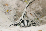 Badger_ AGTO168