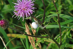 Crab Spider
