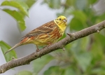 Yellowhammer 1