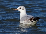 Black-headed Gull
