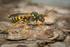 Nomada goodeniana (f)