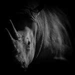 Southern White Rhinoceros-RLP_0043