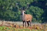 Red Deer