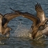Pelicans-Feeding-2-0657