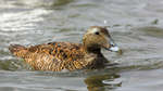 Female  Eider