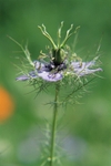 Nigella