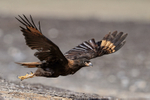 Striated Caracara takes off, Sea Lion Island, Falklands