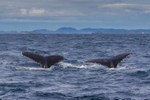 Synchronized Humpbacks 2. 0A3A0269