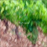 Abstract Vines