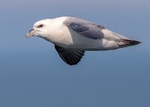 Fulmar 1
