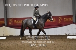 BPP_1816