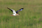 Crowned Lapwing portfolio