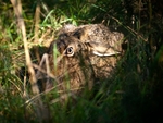 Brown Hare (02)