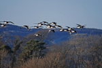 Barnacle Geese