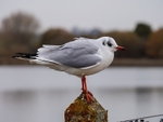 Black-headed Gull