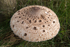 ACP_3487-1_Parasol_Mushroom