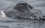 Humpback Whale, Pico Island, Azores