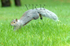 Run Squirrel Run