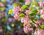 31st March Flowering Currant