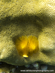 RS031: Christmas tree worm
