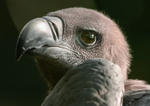 Indian vulture Gyps indicus-
