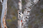 Great Spotted Woodpecker