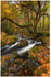 The Guardian, Tollymore Forest (IMG1110)