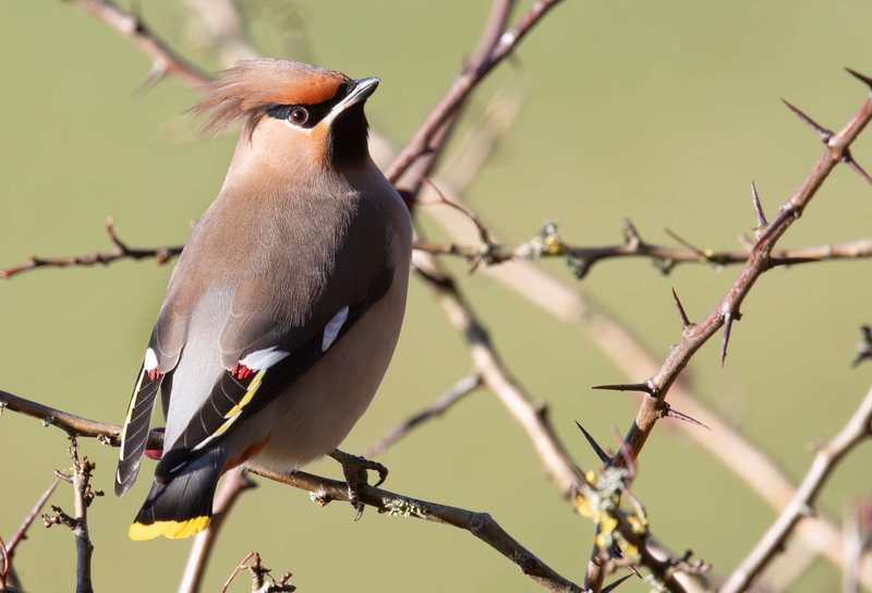 Waxwing - Hassop - Derbyshire