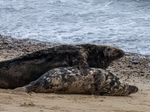 Atlantic Grey Seal