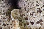 Bracket Fungus 2