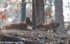 Dholes