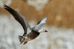 Snow Goose (dark morph) flying, Bosque del Apache, New Mexico