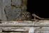 Little Owl in window   Ref 8898