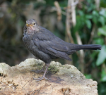 Juv Blackbird