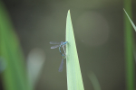 Insects _ AN 018